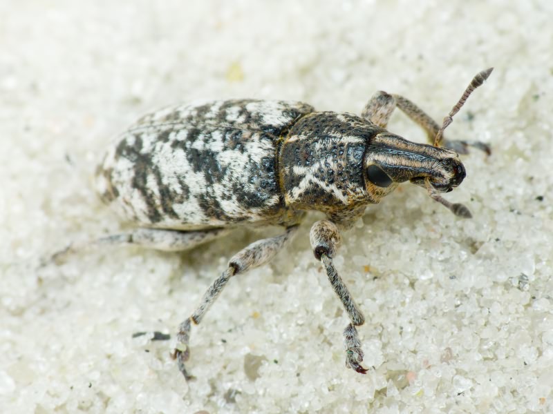 Cyphocleonus dealbatus (Gmelin, 1790)